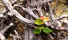 Die Lebens-Zeichen sehen