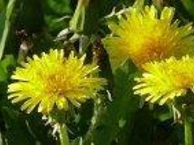 Aus der Natur-Apotheke