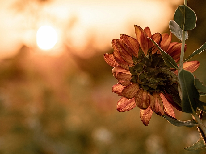 	Sonnenblume