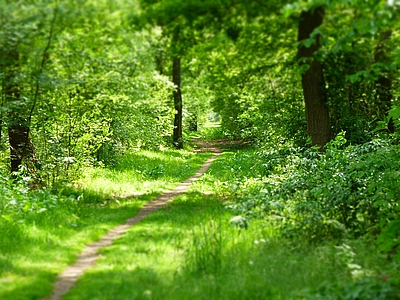 „Waldspaziergänge für Trauernde“ 