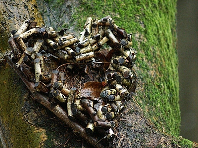 Ein Baum für dich