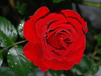 „Was willst du, das ich dir tun soll?“